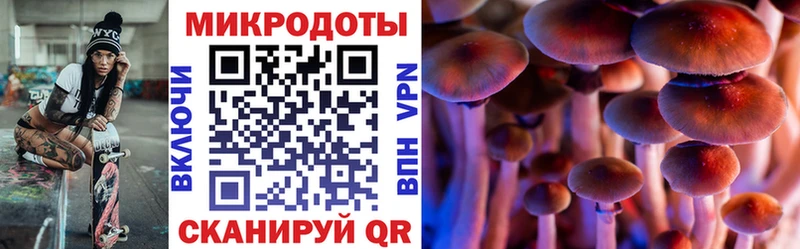 Псилоцибиновые грибы Psilocybe  купить   Сосновый Бор 